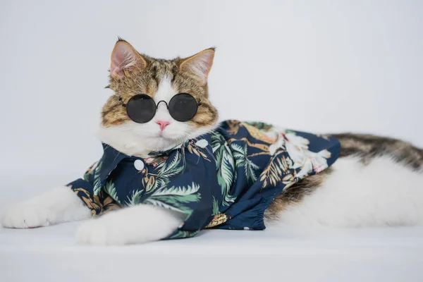 Songkran Und Sommersaisonkonzept Mit Schottischer Katze Sommerkleidung Und Sonnenbrille Auf — Stockfoto