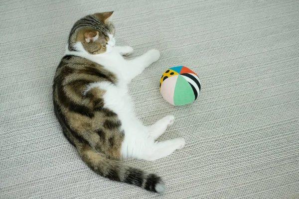 scottish tabby cat funny during play ball