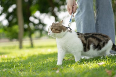 scottish tabby cat funny during play at park