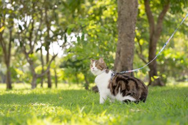 scottish tabby cat funny during play at park