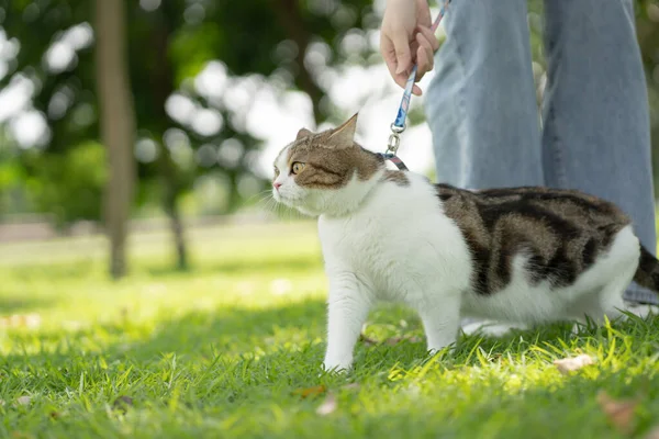 scottish tabby cat funny during play at park