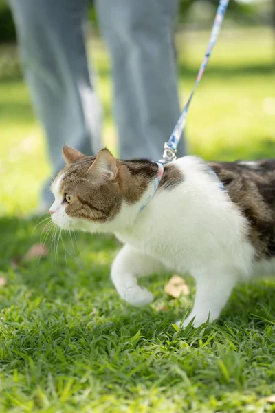 scottish tabby cat funny during play at park