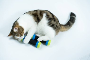 Beyaz arkaplanda dambıl ile İskoçya kedisi egzersizi