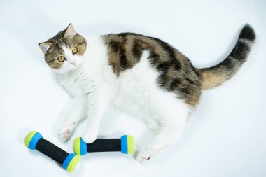 Beyaz arkaplanda dambıl ile İskoçya kedisi egzersizi