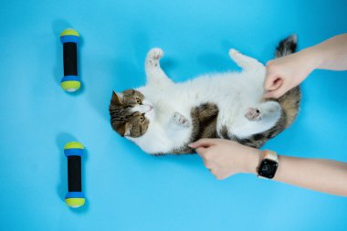 Üst görünüm İskoç kedi egzersizi mavi arka planda dambıl