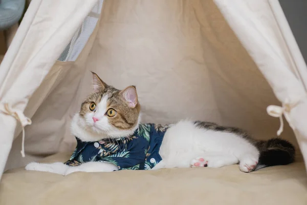 Songkran Summer Season Concept Scottish Cat Wearing Summer Cloth Play — ストック写真