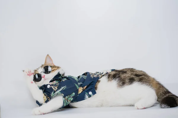ソンクランと夏の季節のコンセプト白い背景に夏の布とサングラスを身に着けているスコットランドの猫と — ストック写真