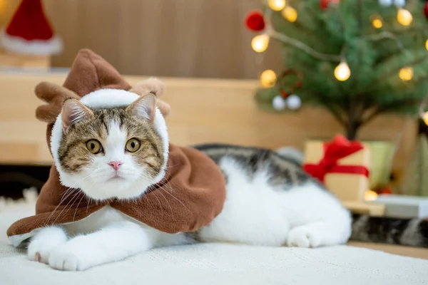 Schottische Gestromte Katze Weihnachtsthemenstoff Beim Spielen Mit Neujahrsgeschenk Und Weihnachtsbaum — Stockfoto