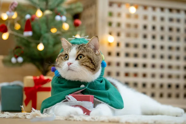 Schottische Gestromte Katze Weihnachtsthemenstoff Beim Spielen Mit Neujahrsgeschenk Und Weihnachtsbaum — Stockfoto