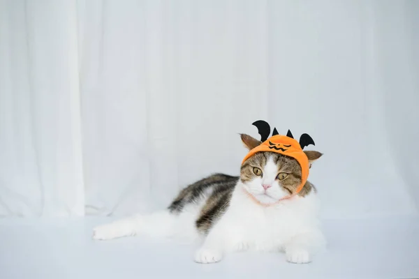 Cat Halloween Costume Concept Play Toy — 图库照片