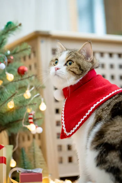 Schottische Gestromte Katze Weihnachtsthemenstoff Beim Spielen Mit Neujahrsgeschenk Und Weihnachtsbaum — Stockfoto