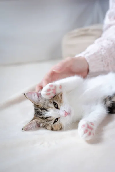 Vrouw Hand Spelen Takecare Scottish Rechte Tabby Klassiek Kitten — Stockfoto
