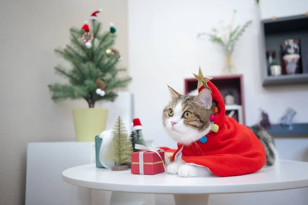 Schottisch Gestromte Katze Mit Weihnachtsmotiv — Stockfoto