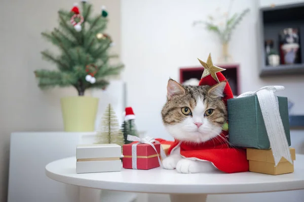 Schottisch Gestromte Katze Mit Weihnachtsmotiv — Stockfoto