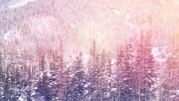 木々に覆われた冬の風景の上に光と雪のスポット クリスマス フェスティバルとお祝いのコンセプト — ストック動画