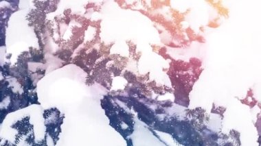 Kışın, köknar ağaçlarının kırsal manzarasında parlayan ışık noktalarının animasyonu. Noel, kış, gelenek ve kutlama konsepti dijital olarak oluşturulmuş video.