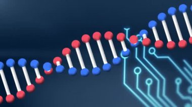 Bilgisayar devre kartının üzerinde DNA ipliği döndürme animasyonu. Bilim, veri işleme ve dijital arayüz konsepti dijital olarak oluşturulmuş video.