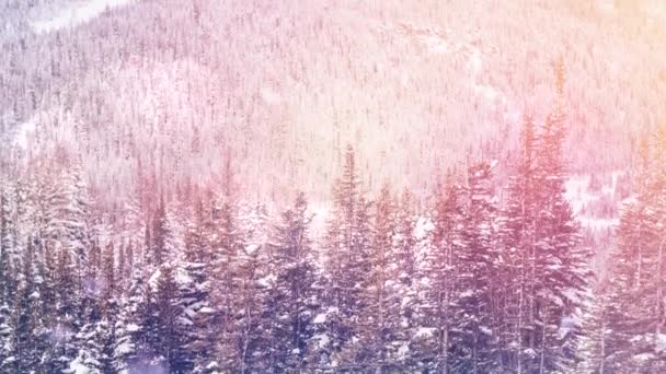 Plamki Światła Śniegu Spadające Nad Wieloma Drzewami Zimowym Krajobrazie Koncepcja — Wideo stockowe