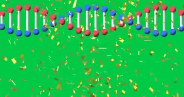 DNA ipliği üzerine düşen konfeti animasyonu yeşil ekran arka planında dönüyor. Bilim ve kutlama konsepti dijital olarak oluşturulmuş video.