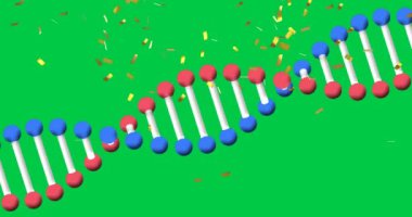 DNA ipliğinin üzerine düşen konfeti animasyonu yeşil ekranda dönüyor. küresel bilim kutlaması ve iletişim konsepti dijital olarak oluşturulmuş video.