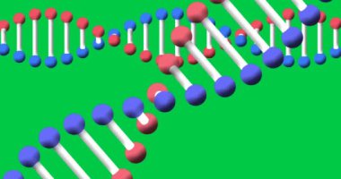Yeşil ekranda fotokopi uzayıyla dönen iki DNA ipliğinin animasyonu. küresel bilim konsepti dijital olarak oluşturulmuş video.