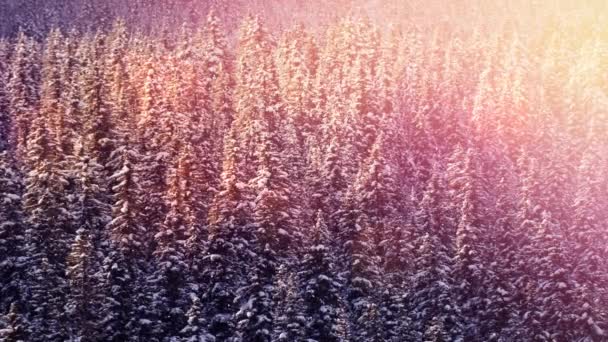 冬の風景の中にモミの木の上に雪の落下や光の輝くスポットのアニメーション クリスマス 伝統とお祝いのコンセプトデジタルで生成されたビデオ — ストック動画