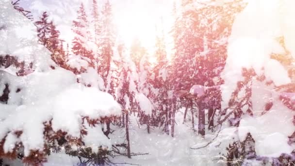 冬の風景の中にモミの木の上に雪の落下や光の輝くスポットのアニメーション クリスマス 伝統とお祝いのコンセプトデジタルで生成されたビデオ — ストック動画