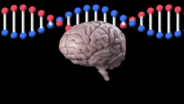 Dna鎖の上で人間の脳が回転するアニメーション 世界中の科学 データ処理 デジタルインターフェースの概念がデジタルで生成されたビデオ — ストック動画
