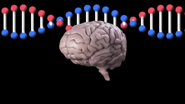 Animering Mänsklig Hjärna Som Snurrar Över Dna Strängen Global Vetenskap — Stockvideo