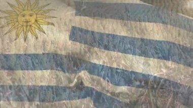 Uruguay bayrağının buğday tarlasında dalgalanmasının animasyonu. Vatanseverlik, bağımsızlık ve tarım kavramı dijital olarak üretilen video.