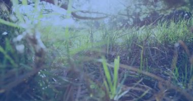 Animasyon kırmızı, beyaz ve mavi Amerikan bayrağı kareleri güneşli ağaçlar ve çimenler üzerinde. Vatanseverlik, bağımsızlık ve kutlama konsepti dijital olarak oluşturulmuş video.