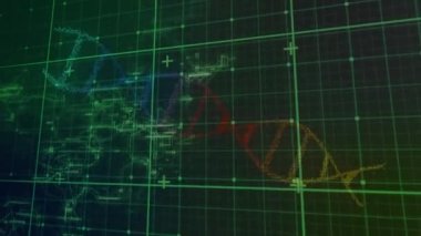 Yeşil ızgara animasyonu ve işleme verileri üzerinde dönen renkli DNA ipliği, yeşil. küresel bilim, eğitim ve araştırma teknolojisi konsepti dijital olarak oluşturulmuş video.