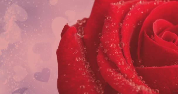 빨간색 장미의 애니메이션이 움직이고 분홍색 배경에 심장이 새겨진 아름다움 개념은 — 비디오