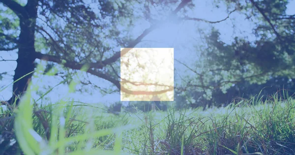 Image Carrés Rouges Blancs Bleus Drapeau Amérique Sur Les Arbres — Photo