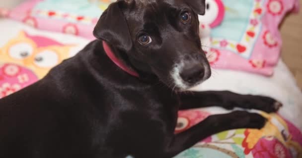 Närbild Små Svarta Och Vita Sällskapsdjur Hund Ligger Sängen Ser — Stockvideo