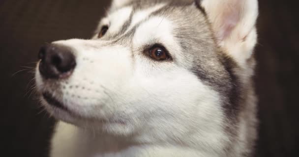 Close Cão Husky Pet Olhando Para Cima Passear Seu Cão — Vídeo de Stock