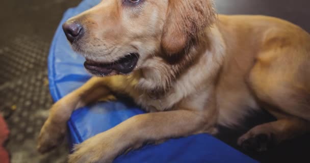 Närbild Sällskapsdjur Golden Retriever Hund Liggande Hundsäng Och Tittar Upp — Stockvideo