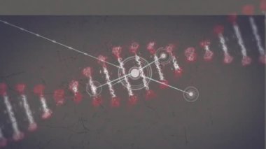 DNA iplikçiklerinin ve bağlantı ağının animasyonu. küresel bilim, bağlantılar ve dijital arayüz konsepti dijital olarak oluşturulmuş video.