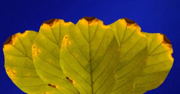 Gros Plan Des Feuilles Automne Sur Fond Bleu Avec Espace — Photo