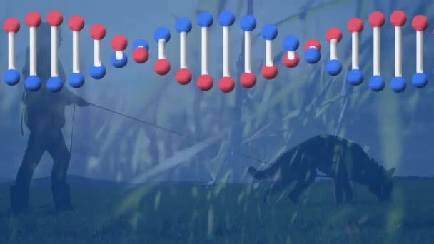 風景の中で犬と女性の上に回転するDna鎖のアニメーション 地球規模の科学 データ処理の概念デジタルで生成されたビデオ — ストック動画