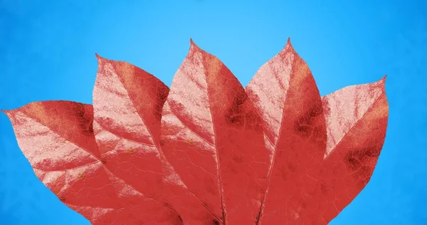 Крупный План Красных Осенних Листьев Синем Фоне Копировальным Пространством Осень — стоковое фото