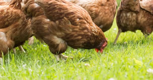 Gallinas Campo Libre Marrón Comiendo Caminando Sobre Hierba Granja Día — Vídeos de Stock