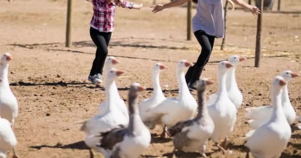 Kaukázusi Anya Fiú Lánya Libákat Kergetnek Farmon Nemzeti Madárnap Ornitológia — Stock videók