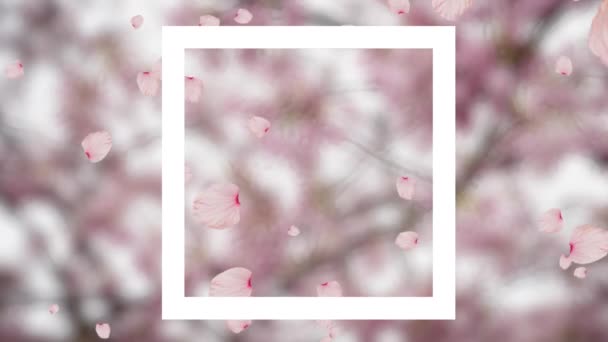 Animation Frame Flower Pink Background Colour Movement Energy Background Concept — Stock Video