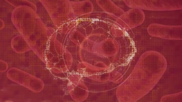 Κινούμενα Σχέδια Του Εγκεφάλου Πάνω Από Κινούμενα Κύτταρα Κόκκινο Φόντο — Αρχείο Βίντεο