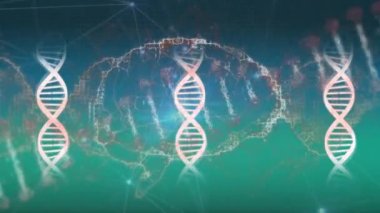 Animation of dna strand and human brain over network of connections. science and digital interface concept digitally generated video.