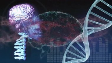 Animation of human brain and light trails over dna strand. science and digital interface concept digitally generated video.