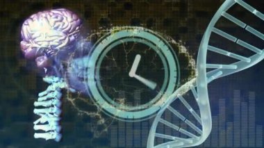 Animation of clock moving and human brain over dna strand. science and digital interface concept digitally generated video.