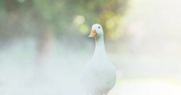 Animation Goose Blurred Background Bird Day Tradition Celebration Concept Digitally — 비디오