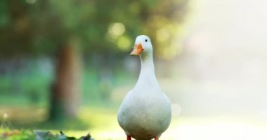 Animation of national bird day text with goose on blurred background. bird day, tradition and celebration concept digitally generated video.